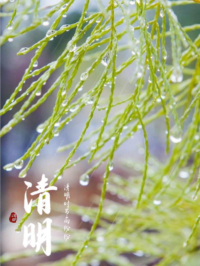 今日清明，春清景明的相关图片